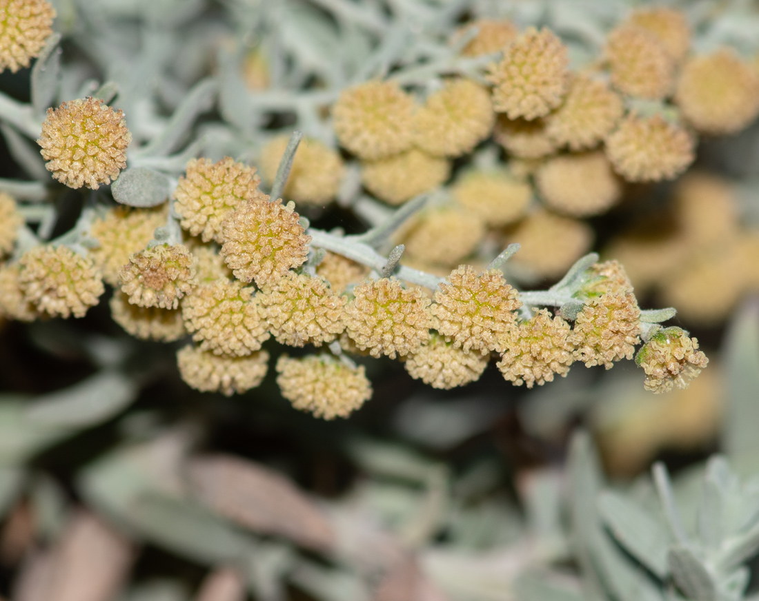 Image of genus Artemisia individual.