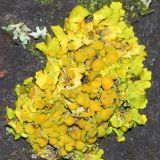 Xanthoria parietina. Таллом с апотециями. Ростовская обл., г. Таганрог, во дворе на ондулине. 06.12.2021.