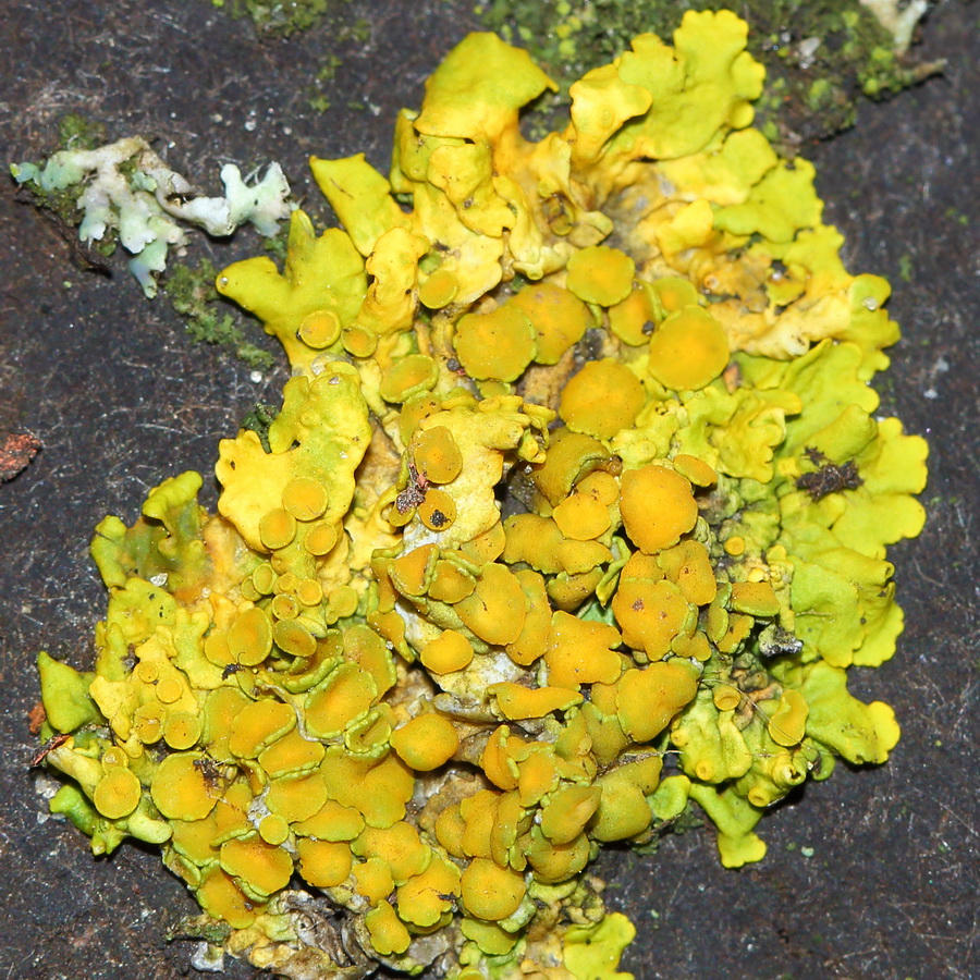 Image of Xanthoria parietina specimen.