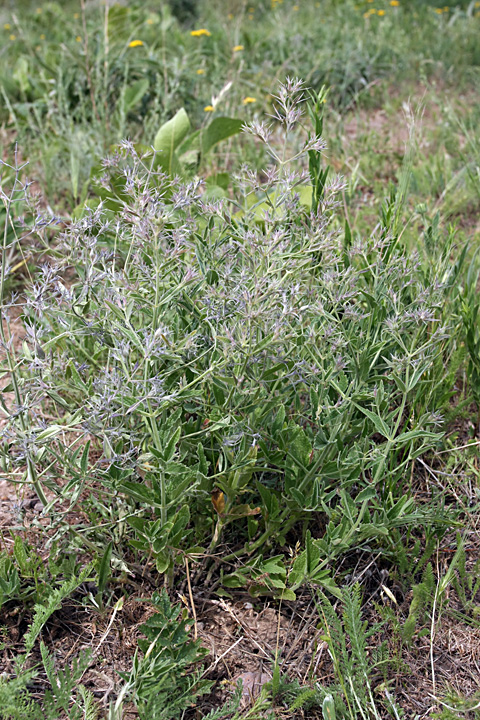 Image of Nepeta ucranica specimen.