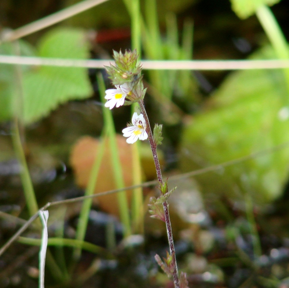 Image of genus Euphrasia specimen.
