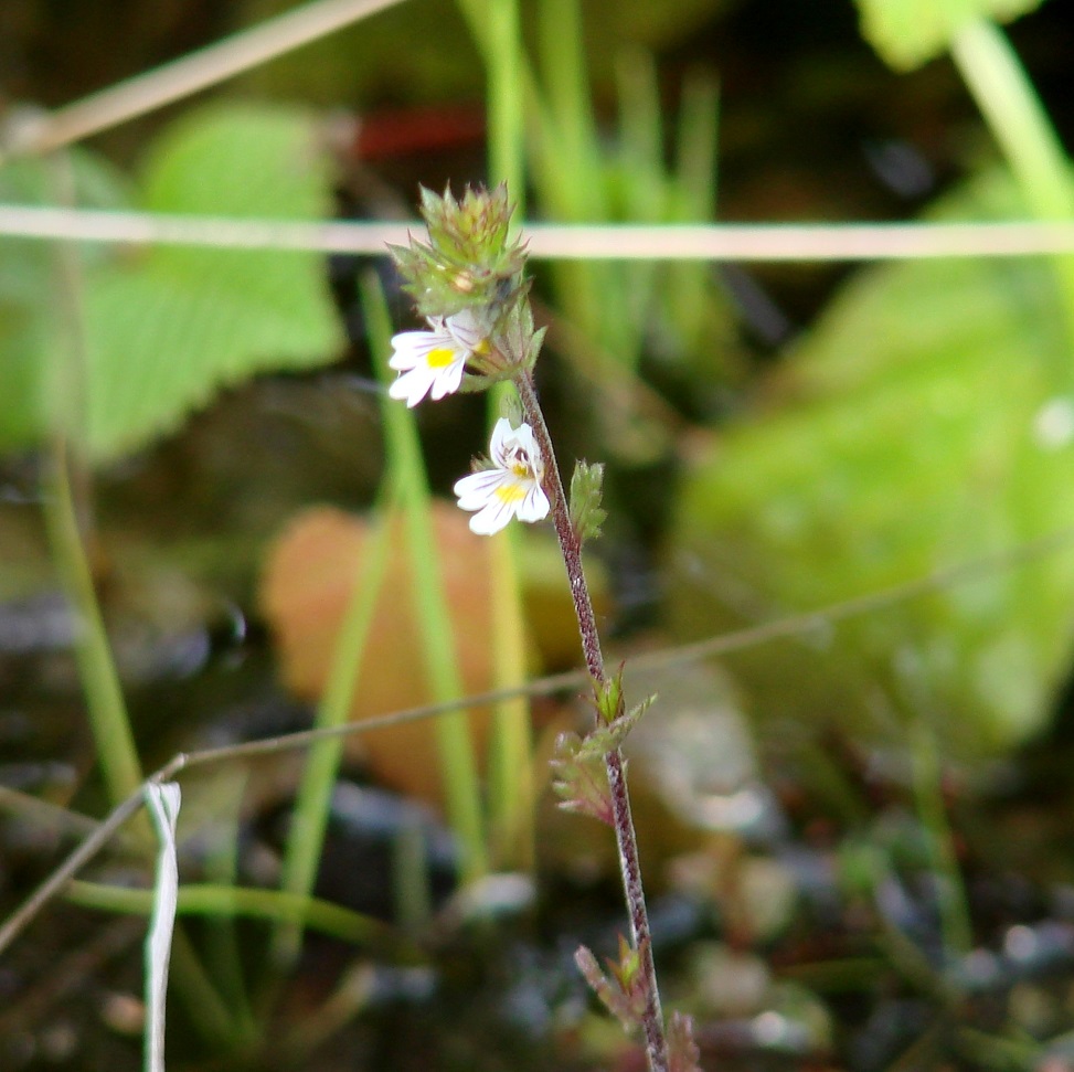 Изображение особи род Euphrasia.