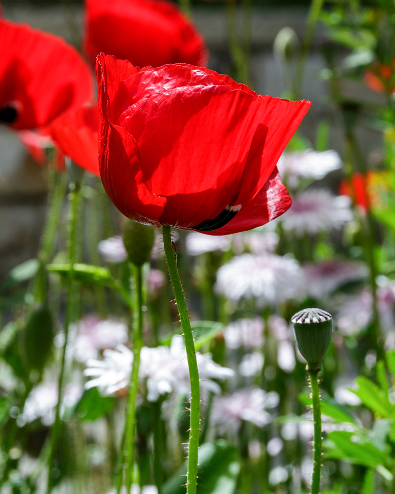 Изображение особи Papaver orientale.