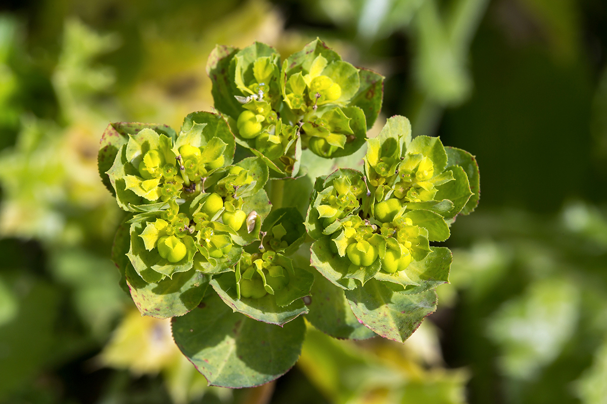 Изображение особи Euphorbia helioscopia.