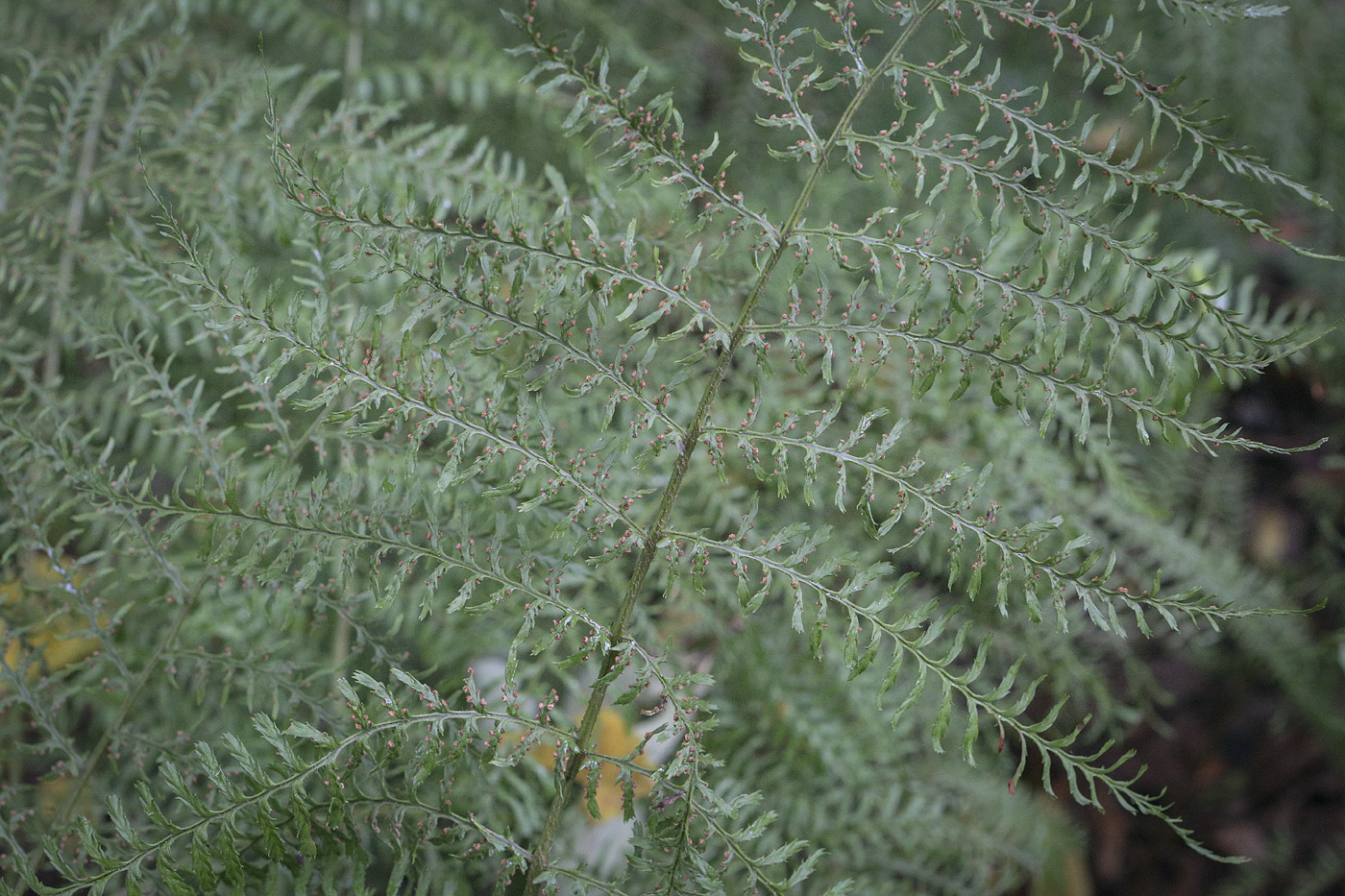 Image of class Polypodiopsida specimen.