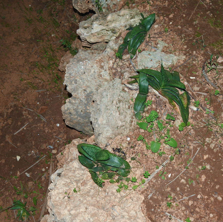 Изображение особи Gasteria obliqua.