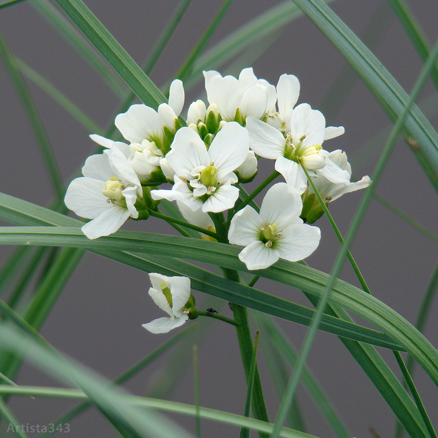 Image of Cardamine dentata specimen.