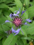 Centaurea montana