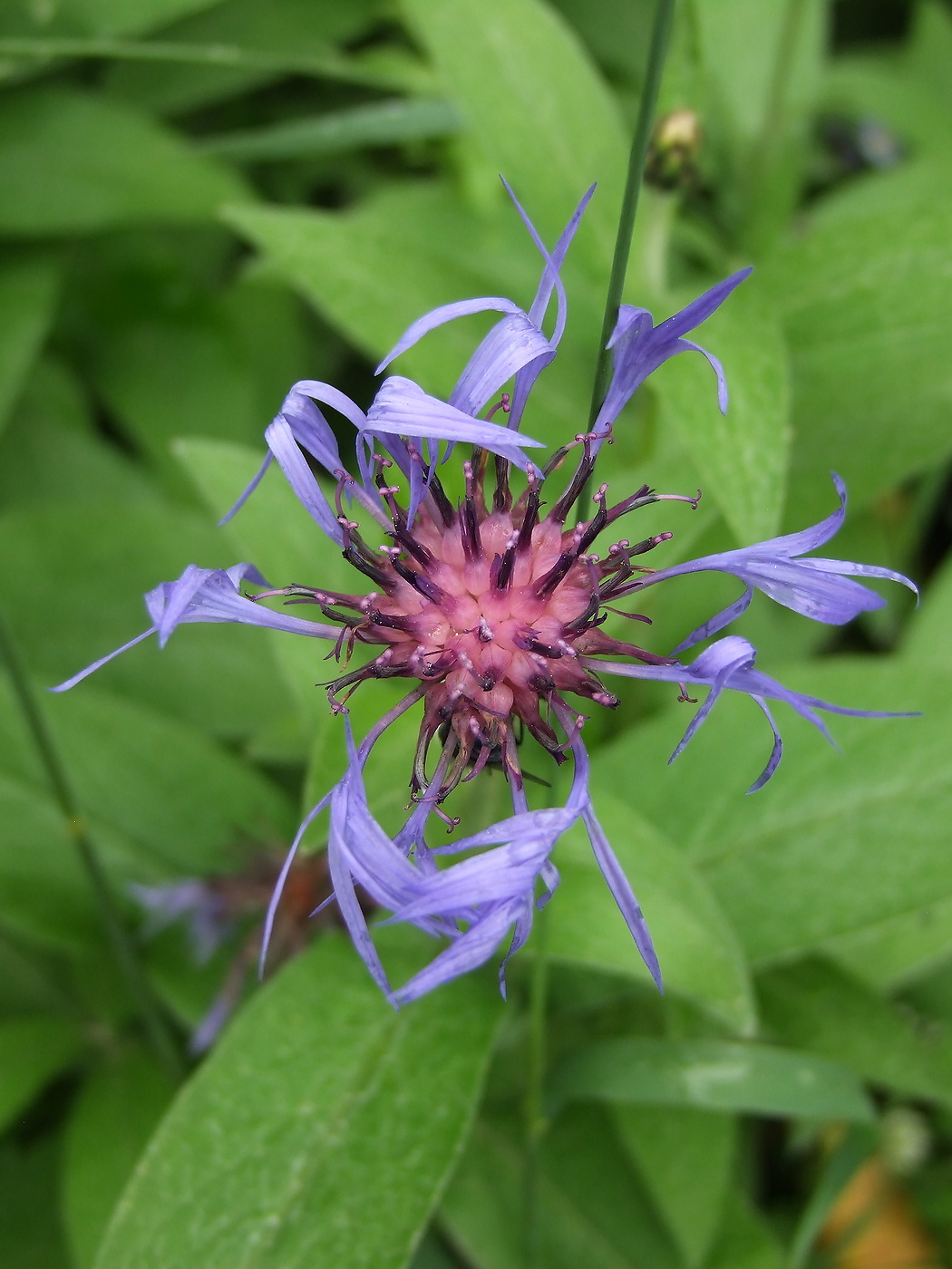 Image of Centaurea montana specimen.