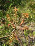 Euphorbia pilosa subspecies ojensis. Растение в осенней окраске. Красноярский край, Ермаковский р-н, парк \"Ергаки\", Западный Саян, северная оконечность Куртушибинского хребта, склон к Чёрному оз., заросший курумник. 10.08.2020.