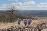 Pulsatilla taurica