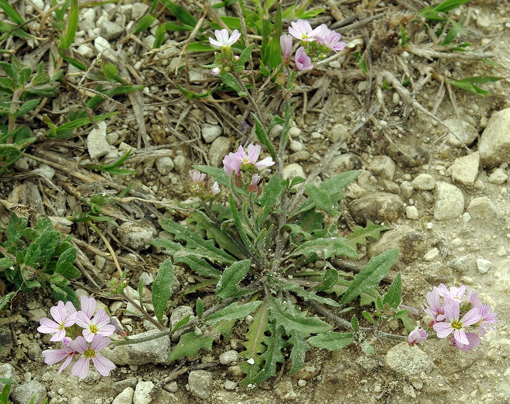 Изображение особи Neotorularia contortuplicata.