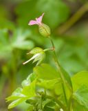 Geranium lucidum. Верхушка побега с соцветием. Краснодарский край, Крымский р-н, окр. станицы Неберджаевская, ур. Глубокий Яр, буково-дубово-грабовый лес, у ручья. 24.04.2022.