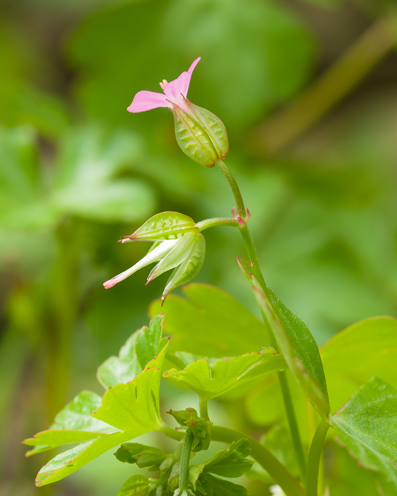 Изображение особи Geranium lucidum.