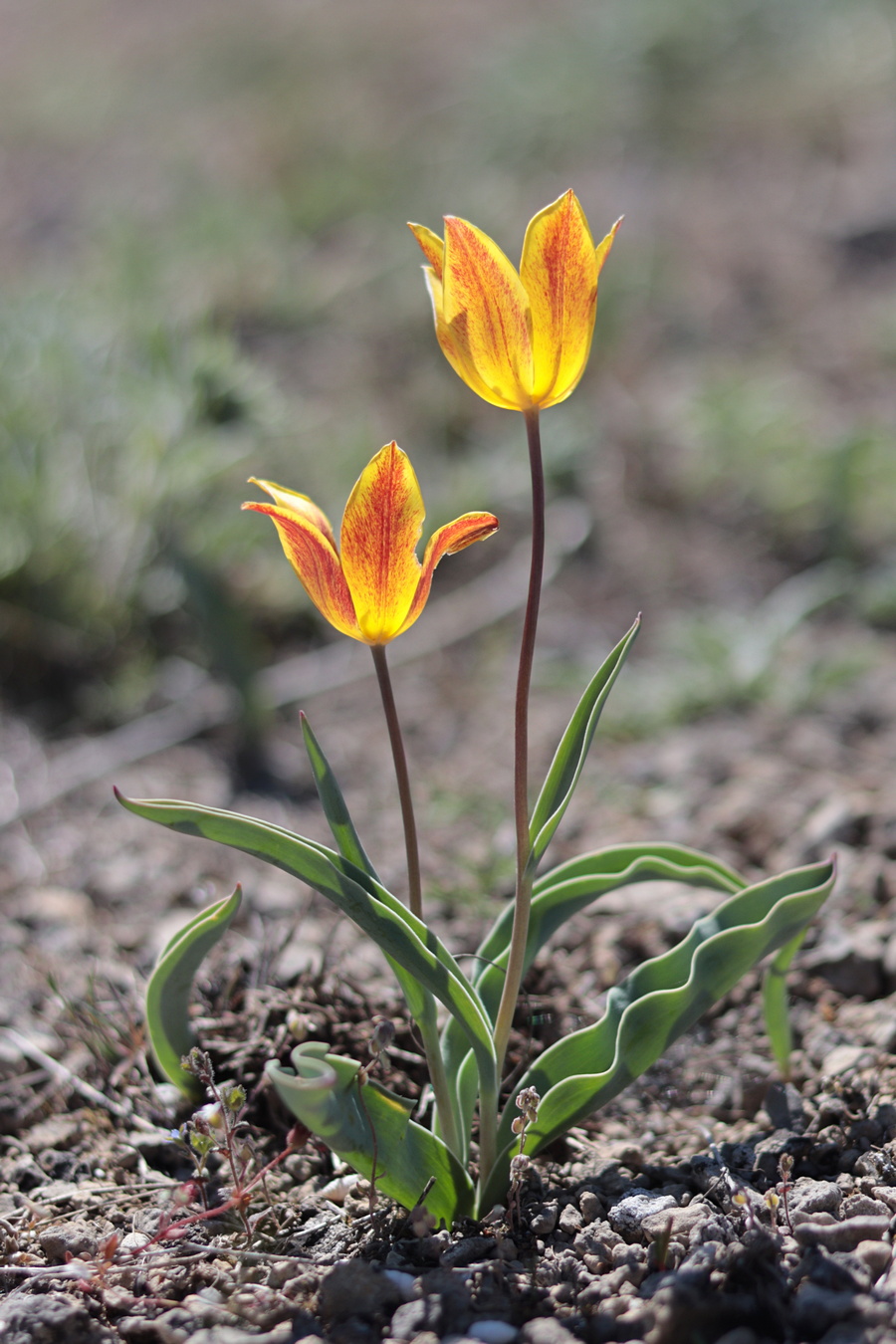 Изображение особи Tulipa suaveolens.