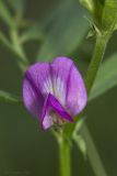 Vicia angustifolia