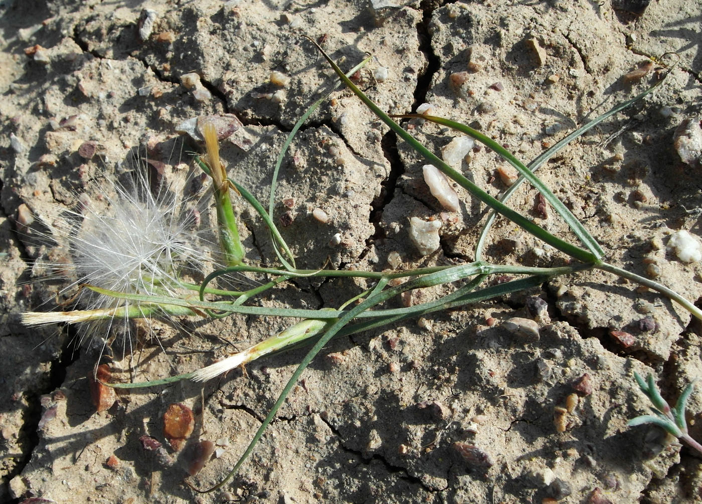 Image of Takhtajaniantha pusilla specimen.