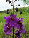 Verbascum phoeniceum