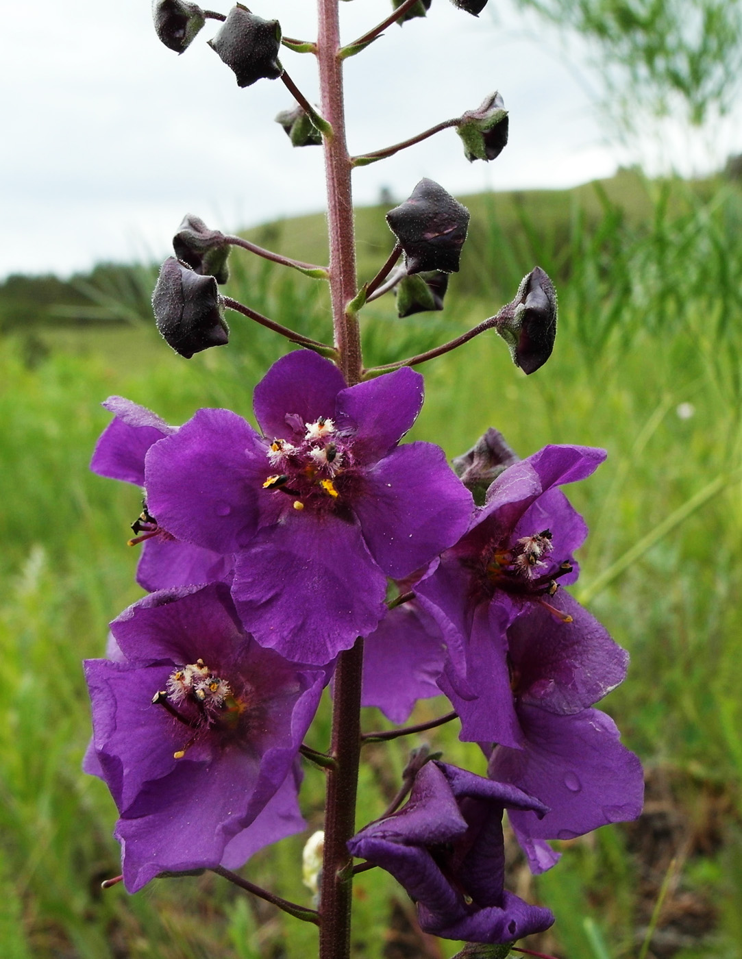 Image of Verbascum phoeniceum specimen.