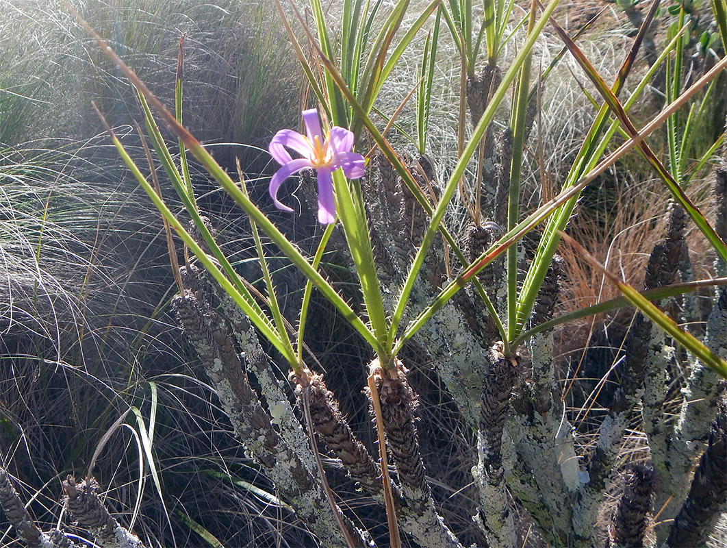 Image of Xerophyta dasylirioides specimen.