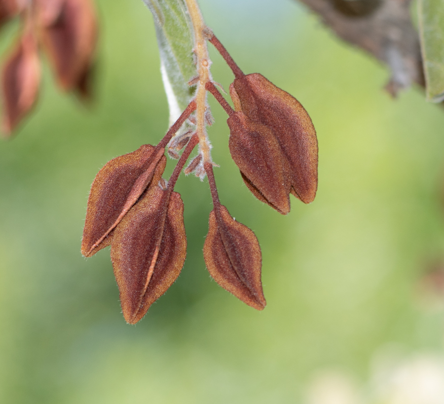 Image of Combretum molle specimen.