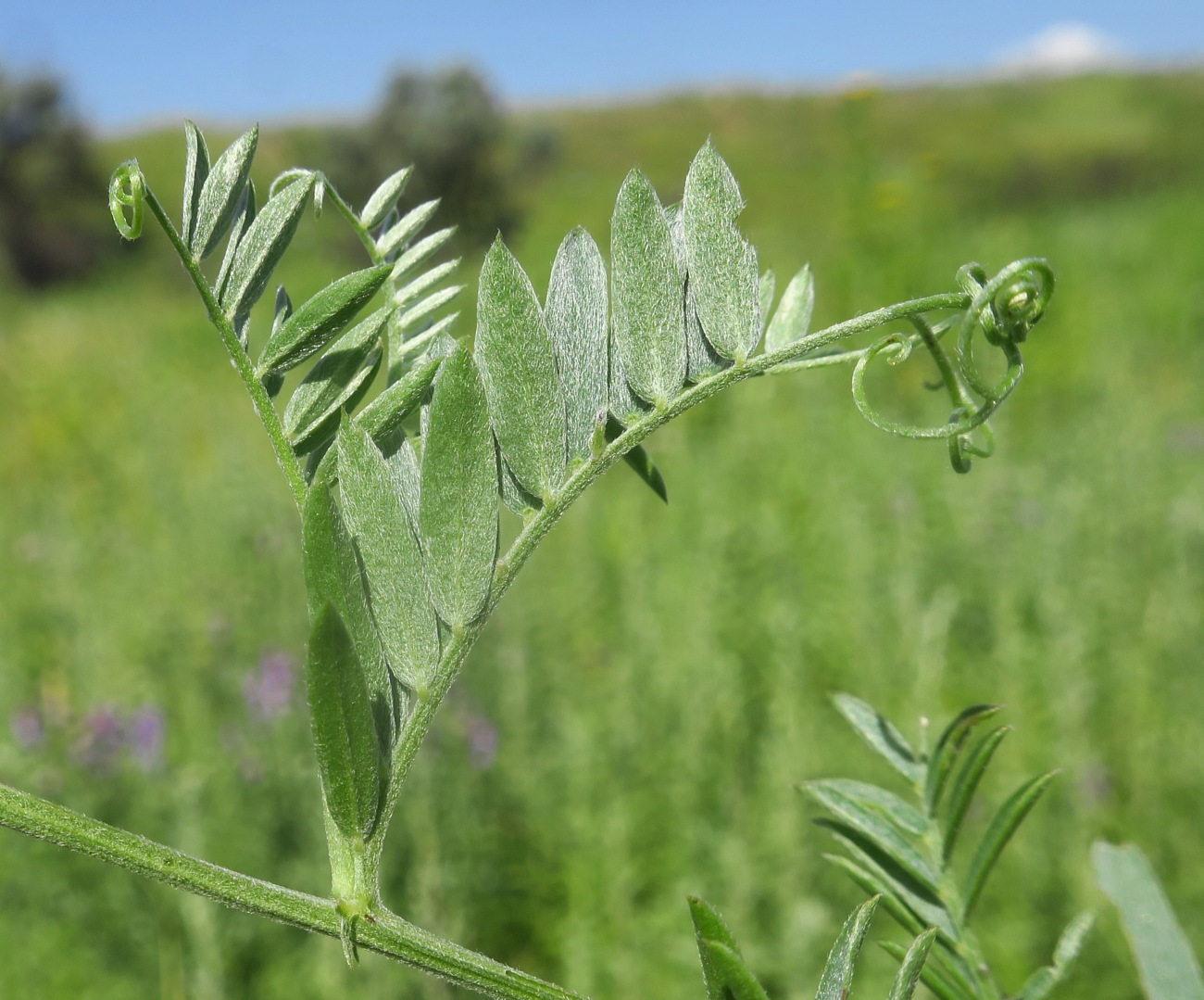 Image of Vicia cracca specimen.