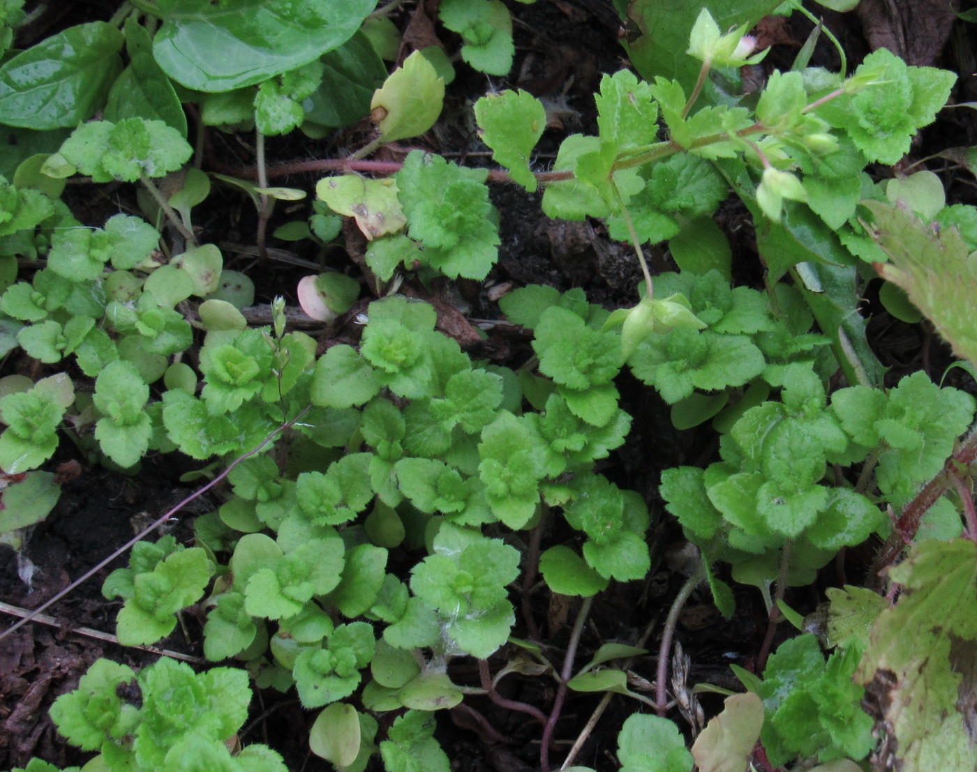 Image of Veronica persica specimen.