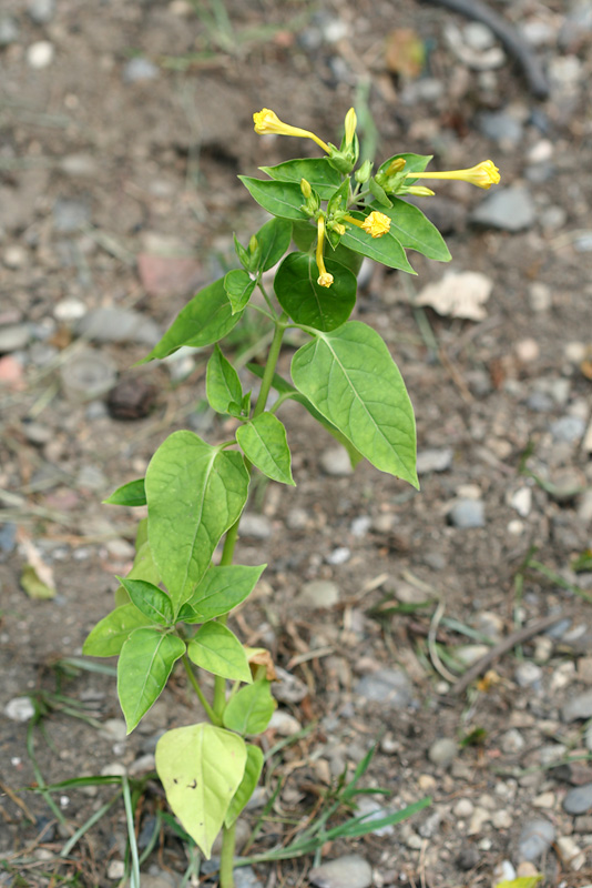 Image of Mirabilis jalapa specimen.