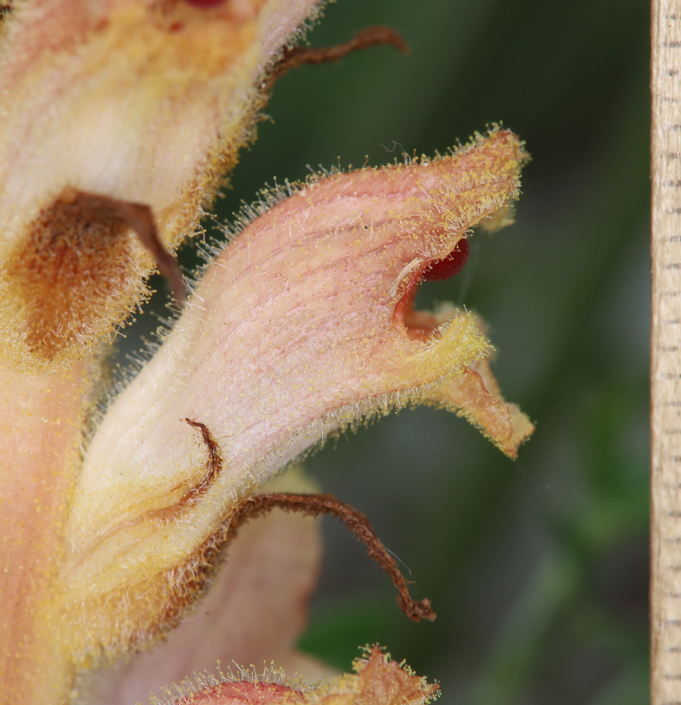 Image of Orobanche caryophyllacea specimen.