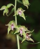 Epipactis leptochila
