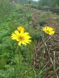 Tragopogon pratensis