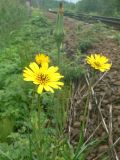 Tragopogon pratensis. Цветущие и отцветшее соцветия. Санкт-Петербург, Петродворцовый р-н, окр. ж.-д. ст. «Кронштадтская колония», около ж.-д. насыпи. 09.06.2022.