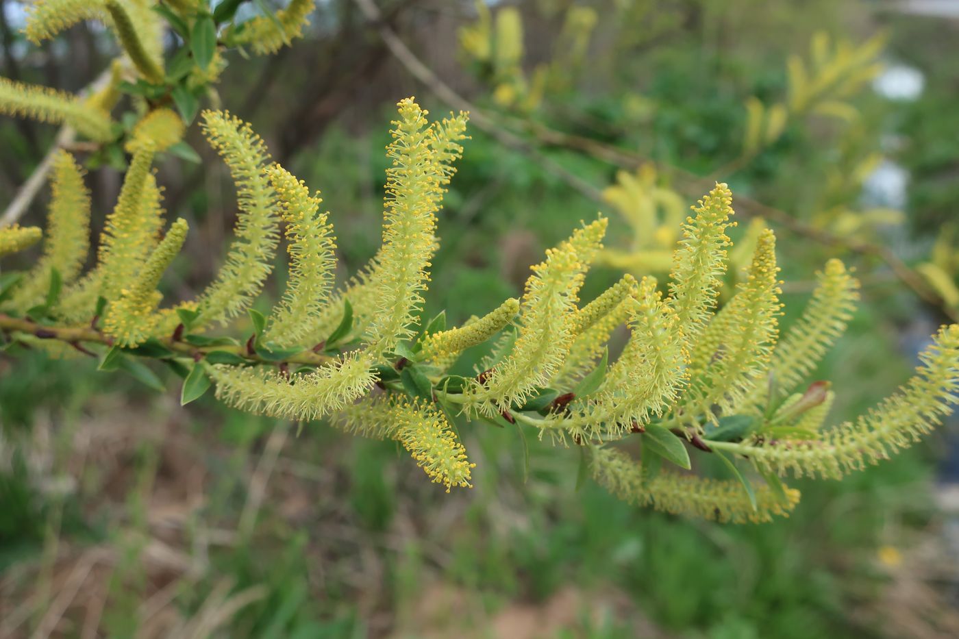 Image of Salix triandra specimen.