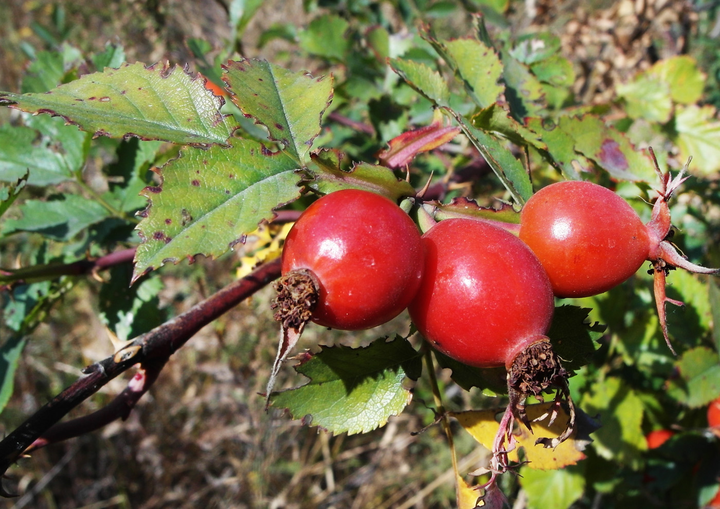 Image of genus Rosa specimen.