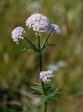 genus Valeriana