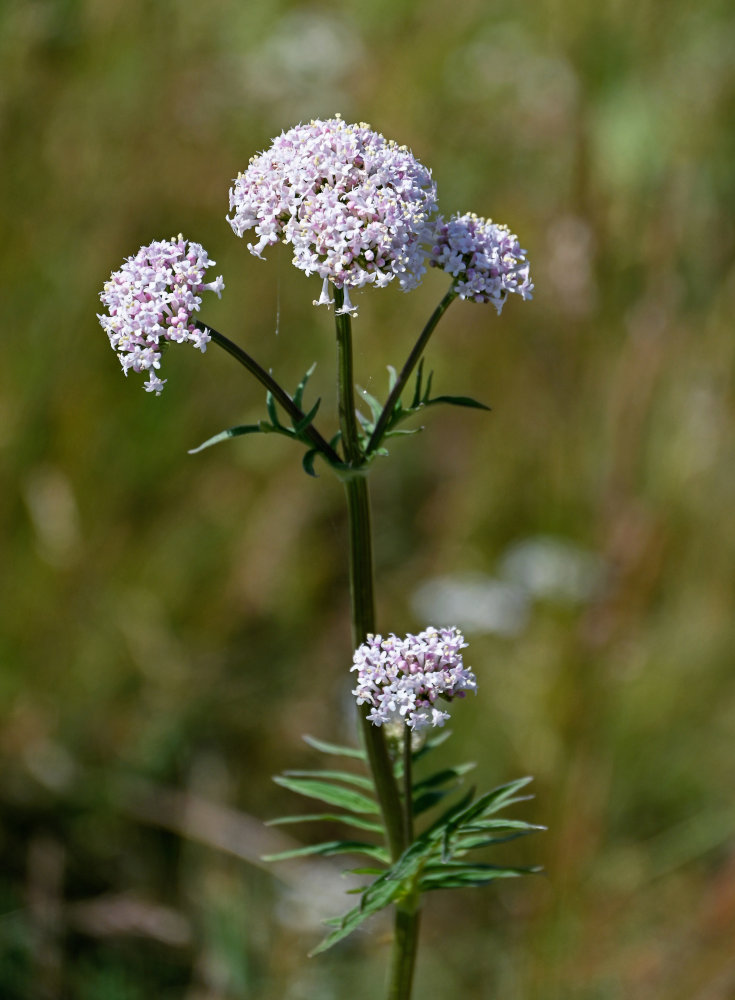 Image of genus Valeriana specimen.