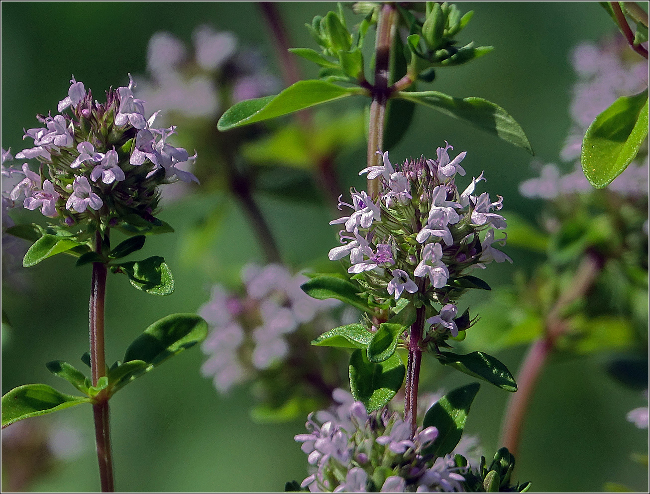 Изображение особи Thymus ovatus.