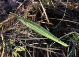 Plantago lanceolata. Отмирающий лист с повреждениями. Калужская обл., Боровский р-н, левый берег р. Истерьма в 200 м ниже хутора учителей Дёшиных, луг. 14.11.2022.69.