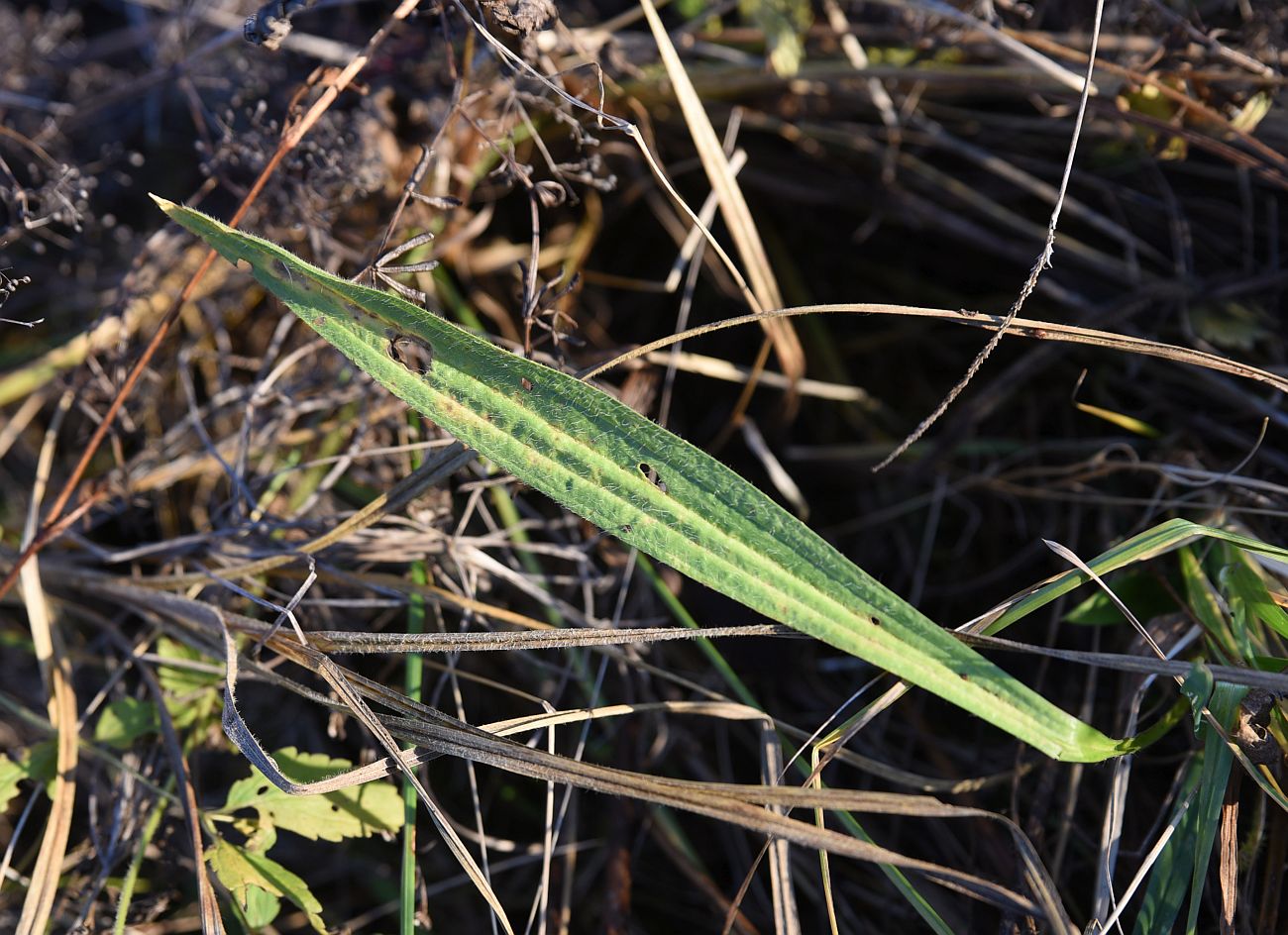 Image of Plantago lanceolata specimen.