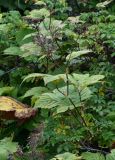 Filipendula camtschatica