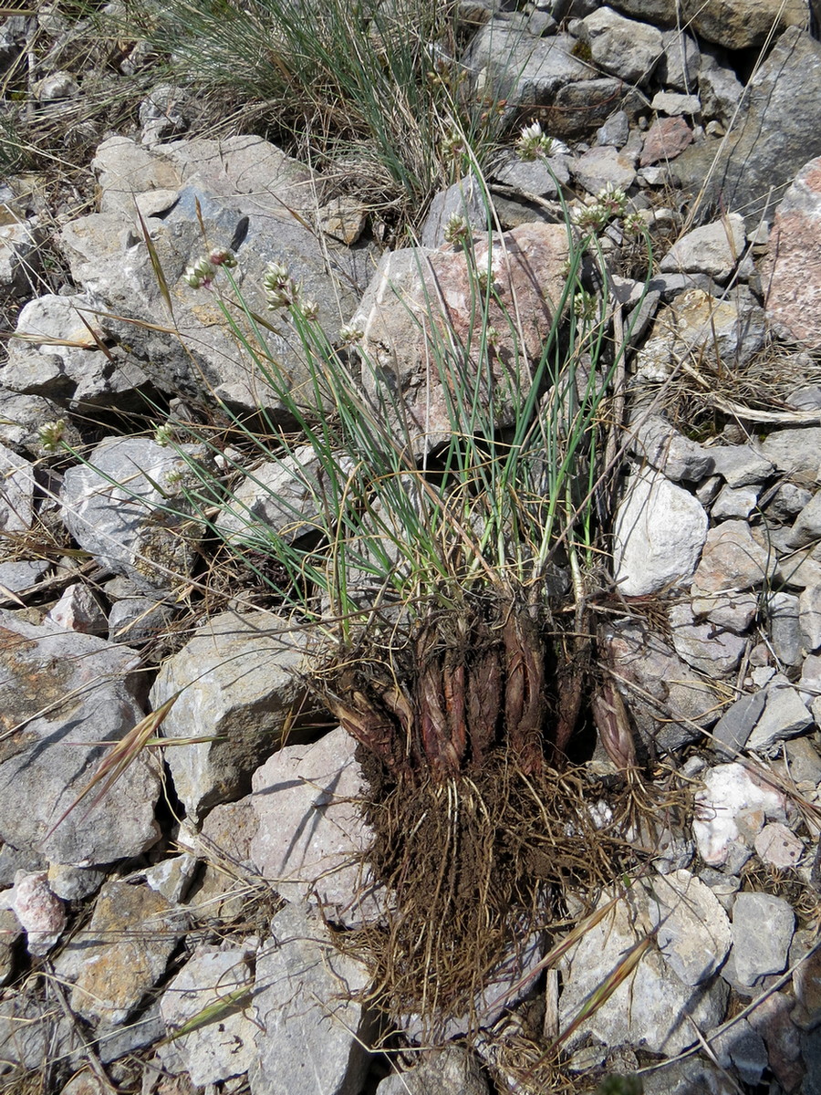 Image of genus Allium specimen.