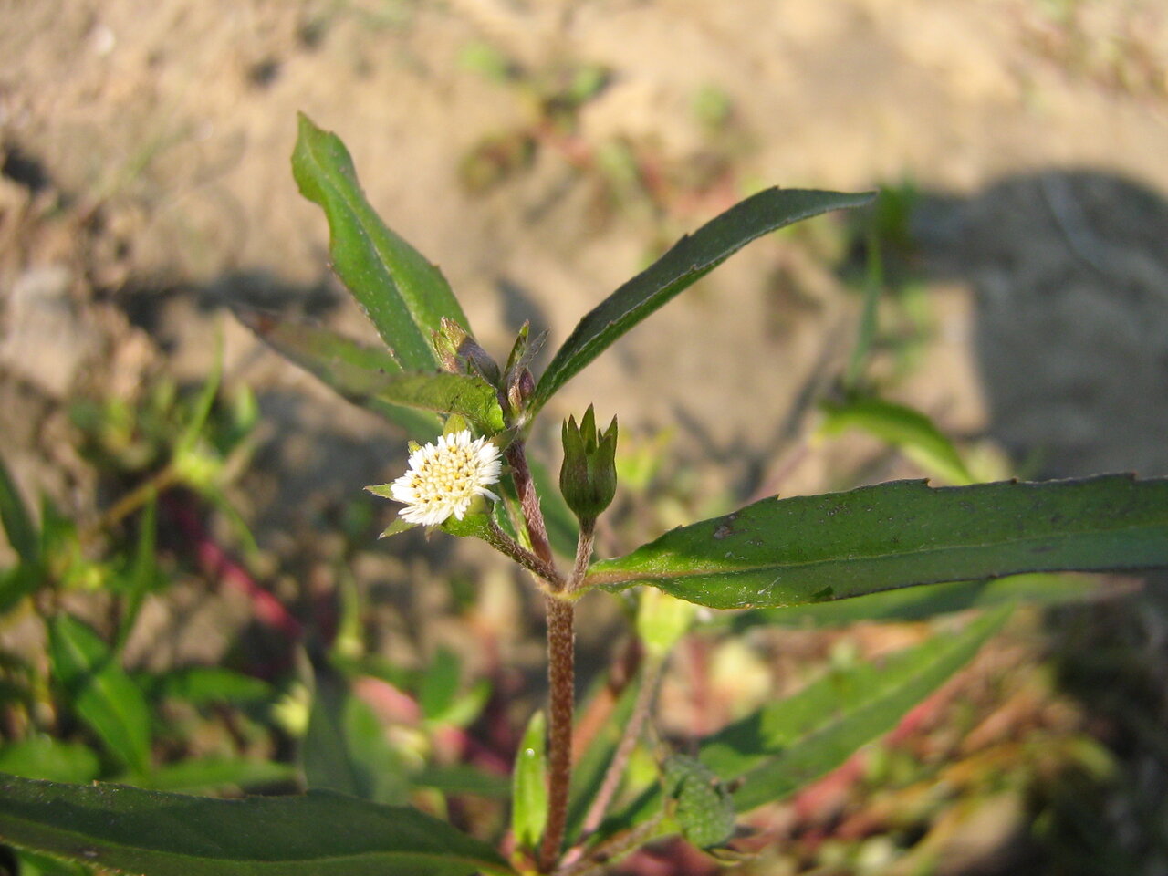 Image of Eclipta prostrata specimen.