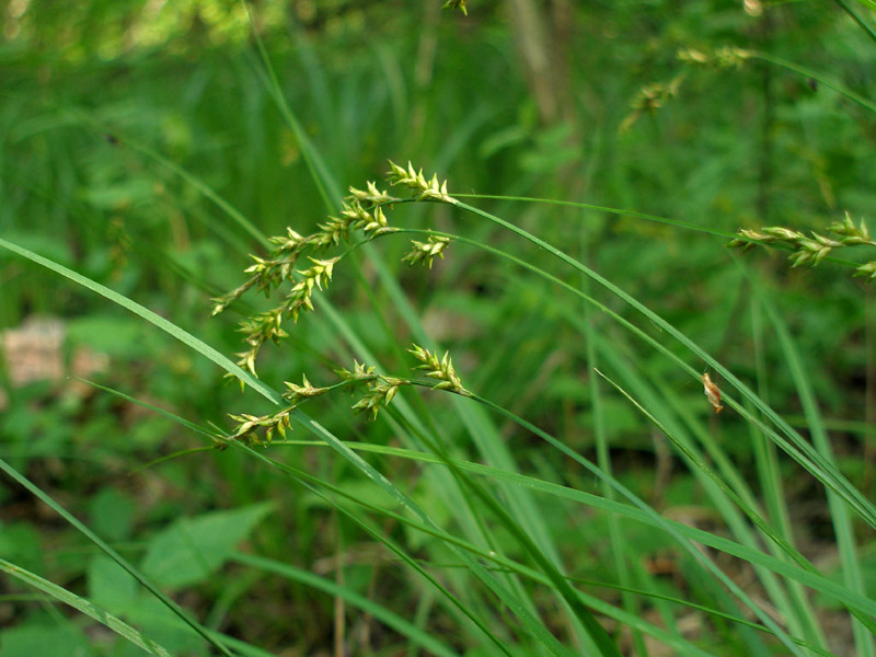 Image of Carex elongata specimen.