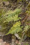 Polypodium vulgare. Вайи. Ставропольский край, Кавказские Минеральные Воды, Бештаугорский заказник, замшелый каменистый склон. 01.04.2012.