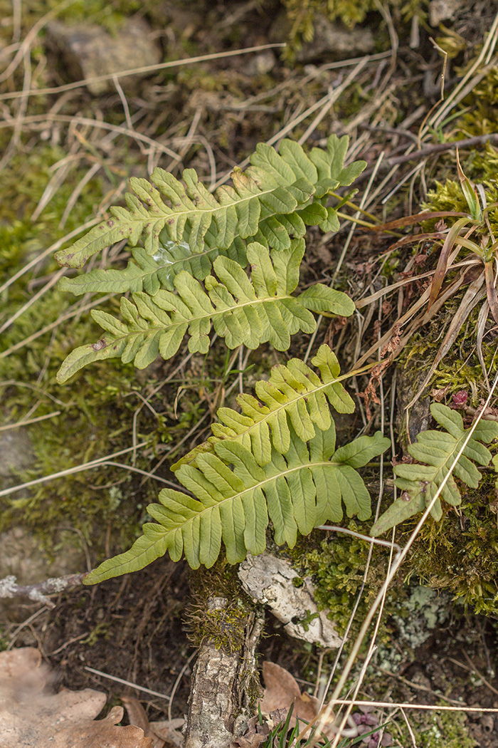 Image of Polypodium vulgare specimen.