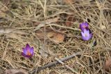 Crocus tauricus