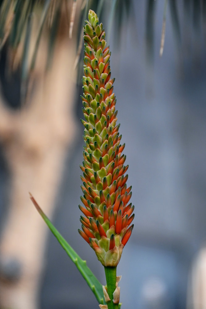 Image of Aloe arborescens specimen.