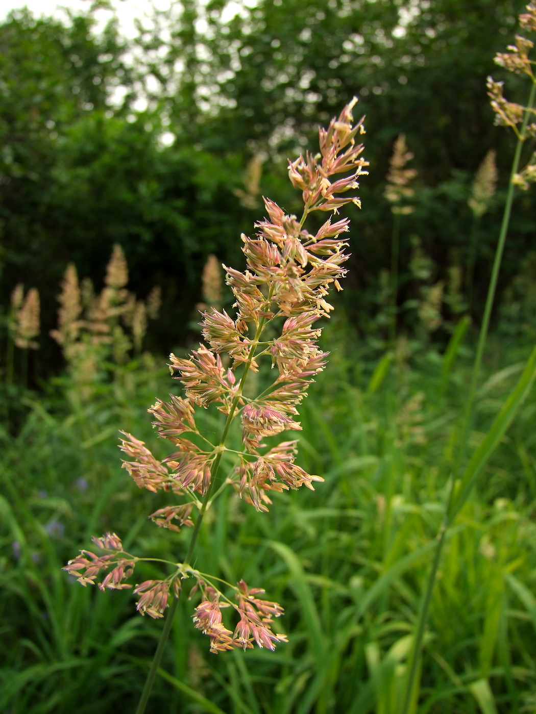 Изображение особи Phalaroides arundinacea.