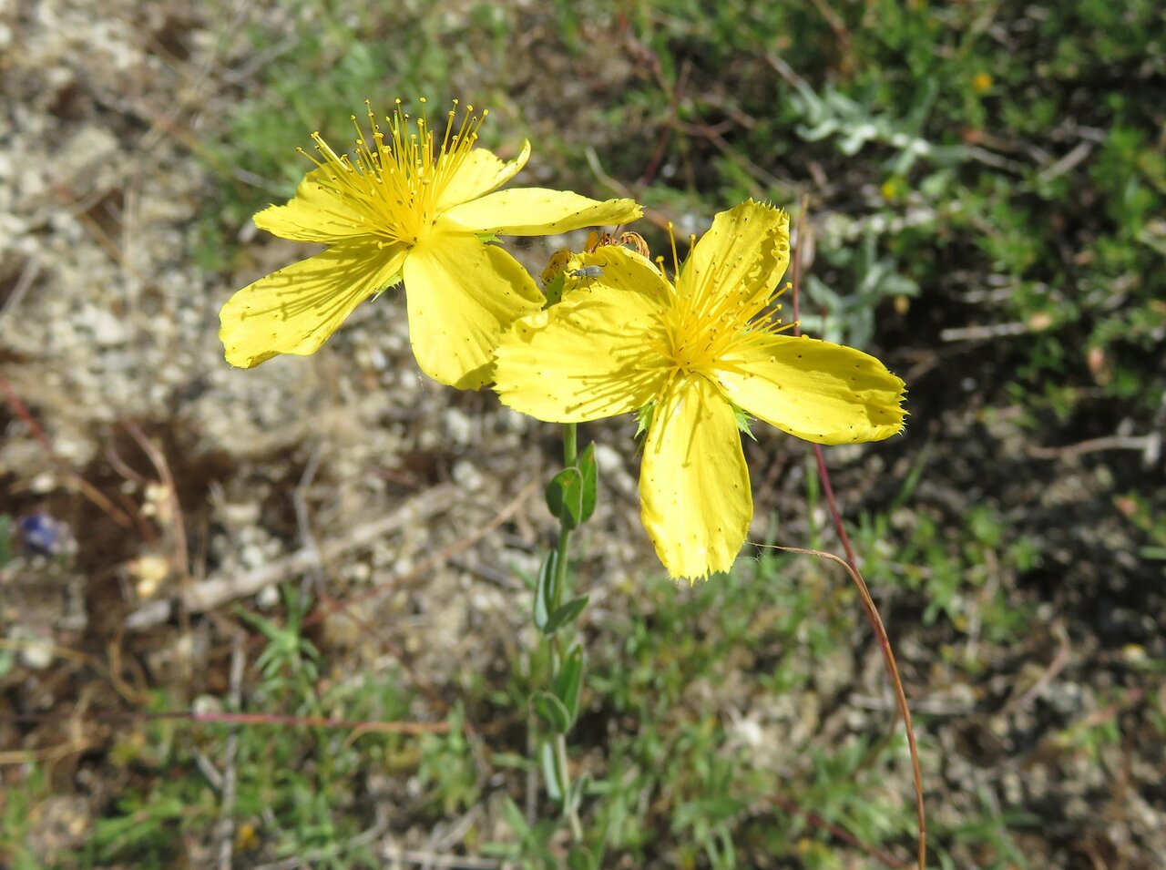 Изображение особи Hypericum rumeliacum.