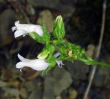 Campanula praealta